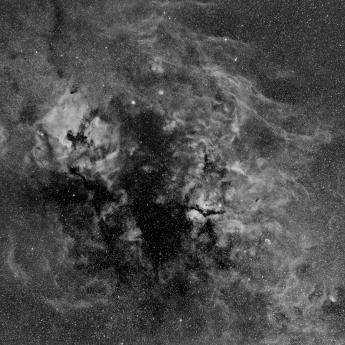 Cygnus