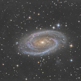 M81