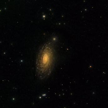 M63 - Sunflower