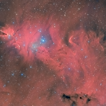 Cone and Christmas Tree nebulae