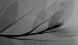 Neutron Imaging Solutions