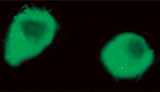 Time-Gated Luminescence