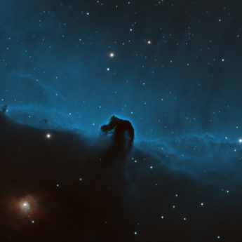 Blue Bicolour Horsehead